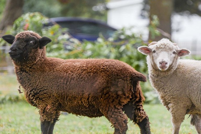 Photo of property in 79/79a Gordon Avenue, Te Aroha, 3392