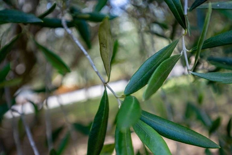 Photo of property in 12 Vangioni Lane, Akaroa, 7520