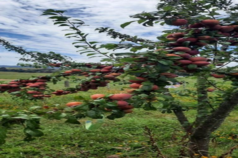 Photo of property in 125 Maxwell Road, Maramarua, Pokeno, 2471