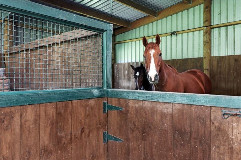 Photo of property in 274 Hot Springs Road, Tahawai, Katikati, 3178