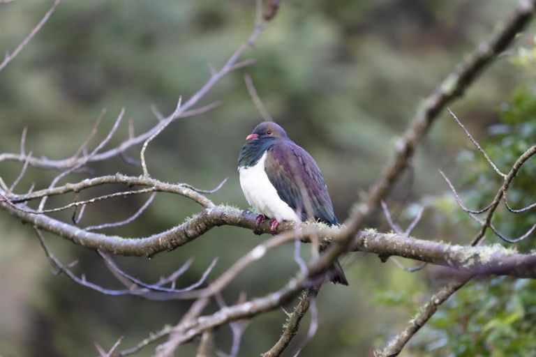 Photo of property in 370 Rimmer Road, Helensville, 0875