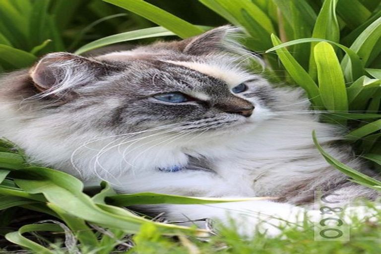 Photo of property in 12 Turpin Road, Riverhead, 0820