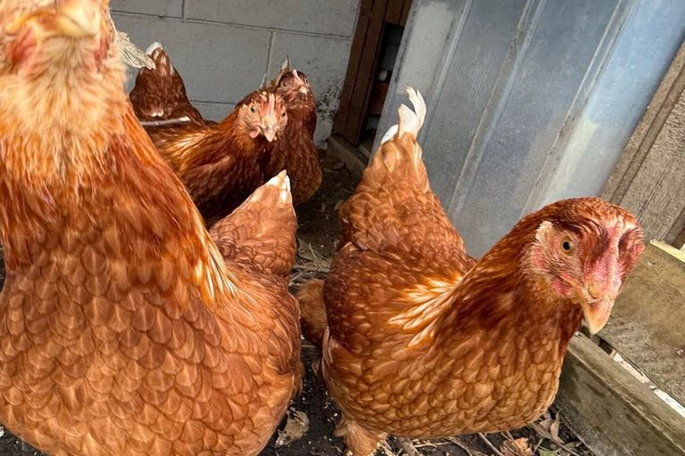 Photo of property in 44 Hume Street, Waitara, 4320