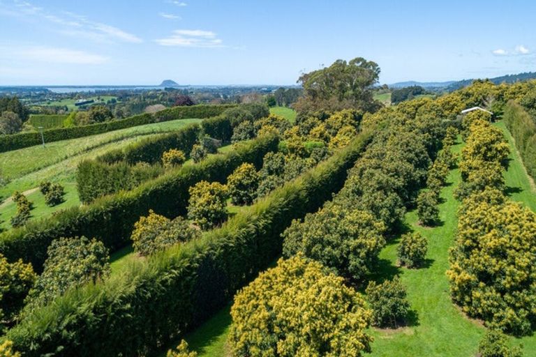 Photo of property in 313 Youngson Road, Whakamarama, Tauranga, 3179