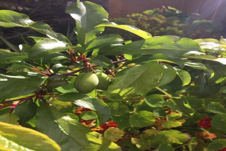 Photo of property in 90 Tiriwa Drive, Massey, Auckland, 0614