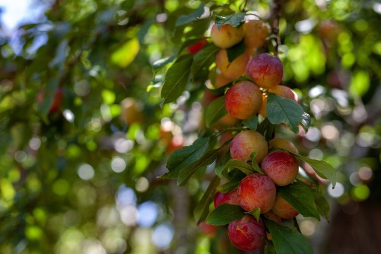 Photo of property in 7 Kawau Grove, Waikanae Beach, Waikanae, 5036