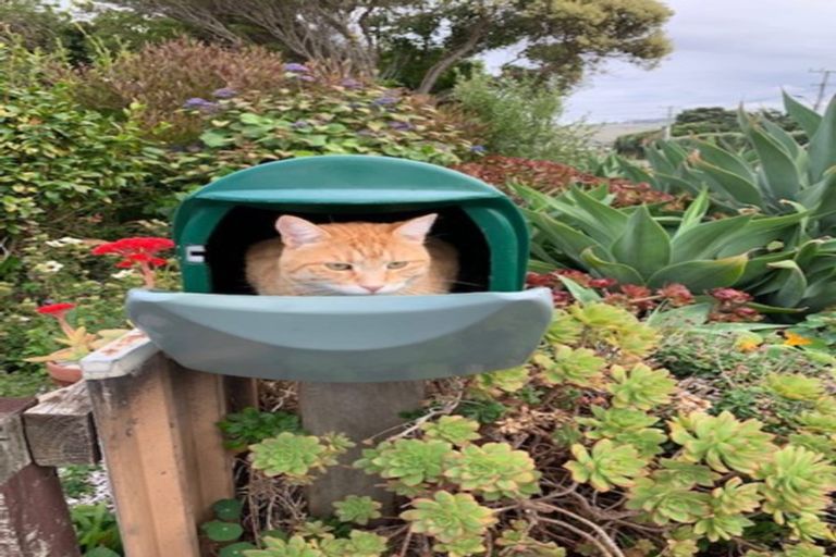 Photo of property in 123 Harper Road, Waimarama, Havelock North, 4294