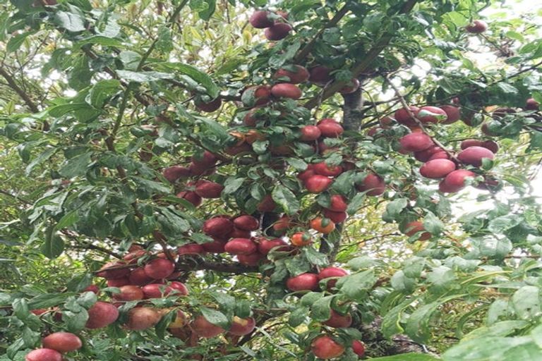 Photo of property in 69 Greenacres Street, Macandrew Bay, Dunedin, 9014