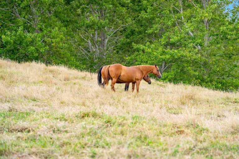 Photo of property in 1498 Oneriri Road, Kaiwaka, 0573