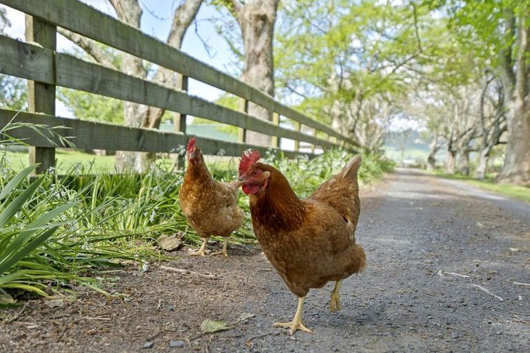 Photo of property in 73 Massey Road, Rotoorangi, Cambridge, 3495