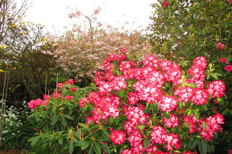 Photo of property in 8 Fergusson Street, Geraldine, 7930