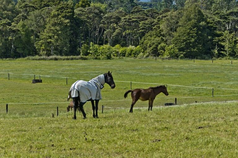 Photo of property in 247 Ararimu Valley Road, Helensville, Waimauku, 0882