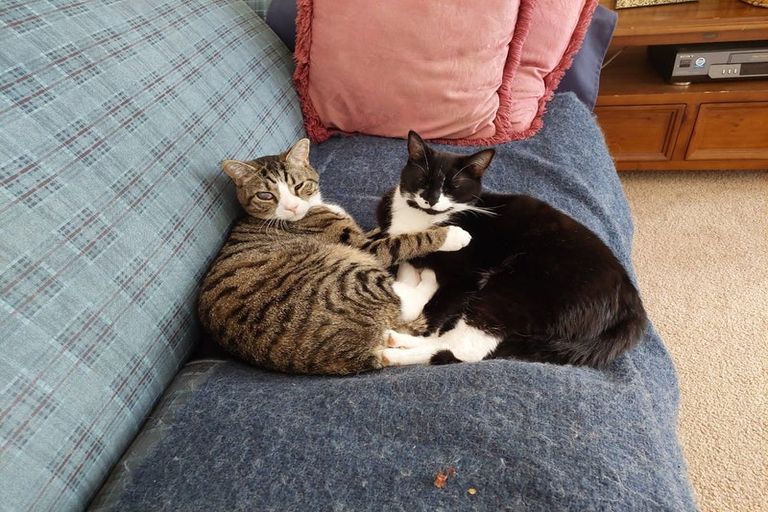 Photo of property in 18 Karachi Crescent, Khandallah, Wellington, 6035