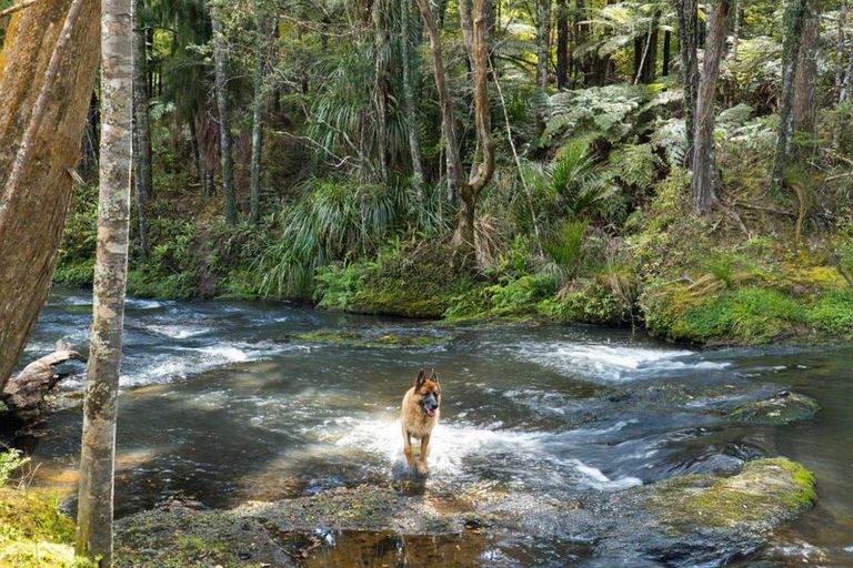 Photo of property in 241a Ararimu Valley Road, Helensville, Waimauku, 0882