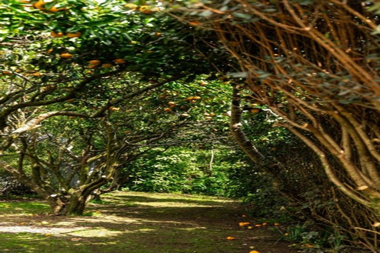 Photo of property in 324 Youngson Road, Whakamarama, Tauranga, 3179