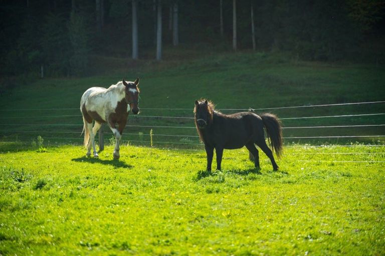 Photo of property in 63 Gibsons Road, Kaituna, Blenheim, 7273
