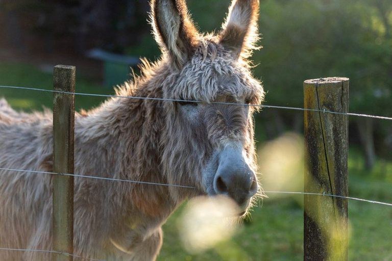 Photo of property in 224 Richards Road, Dairy Flat, Albany, 0794