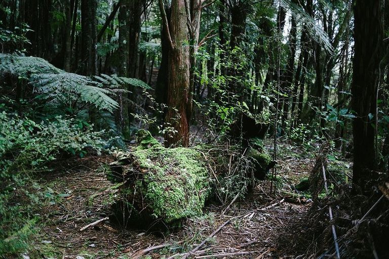 Photo of property in Birdsnest Holiday Ventures, 990 Trounson Park Road, Donnellys Crossing, Dargaville, 0379