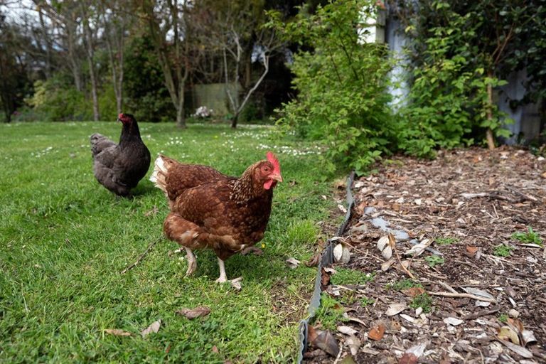 Photo of property in 39 Tarena Street, Mamaku, 3020