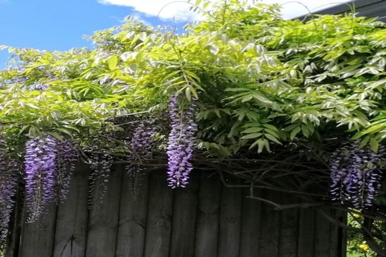 Photo of property in 62a Norrie Street, Bader, Hamilton, 3206