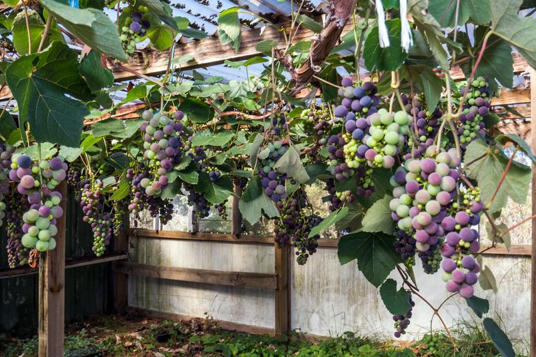 Photo of property in 7 Opuha Street East, Orari, Geraldine, 7992