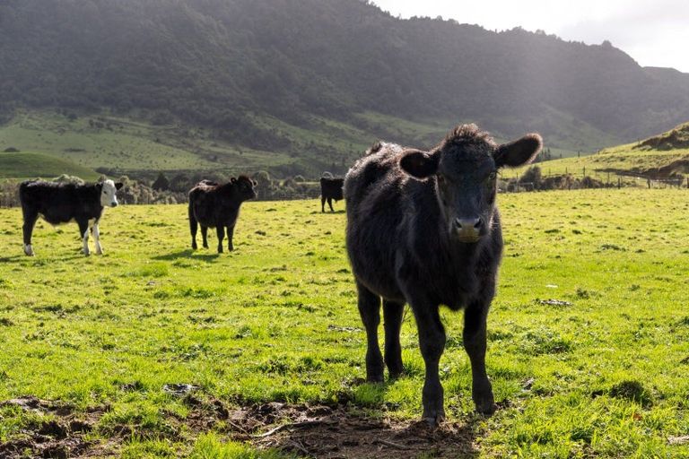 Photo of property in 200a Moanui Road, Matawai, 4075