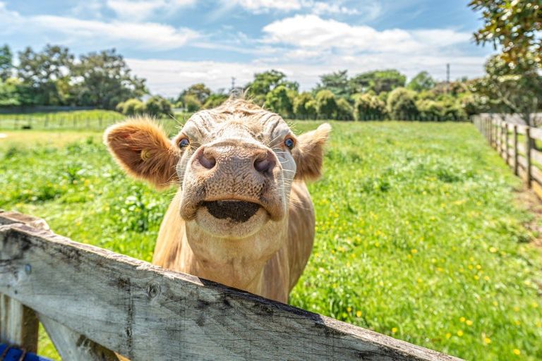 Photo of property in 189 Mosston Road, Westmere, Whanganui, 4501