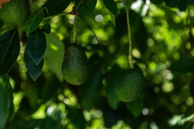 Photo of property in 1031b State Highway 2, Tanners Point, Katikati, 3177