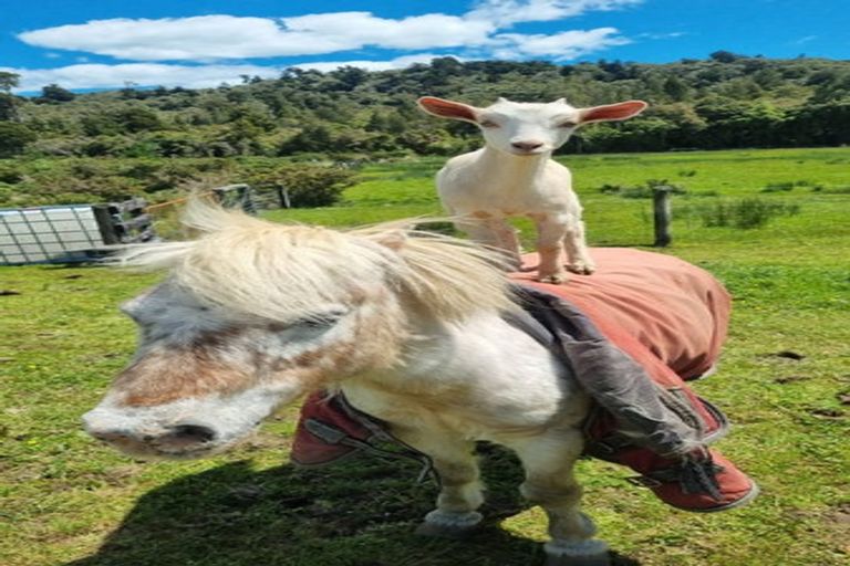 Photo of property in 1161 Marsden Road, Marsden, Greymouth, 7872