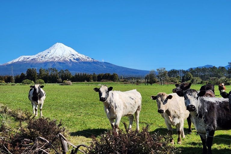 Photo of property in 5 Robson Court, Gate Pa, 3112