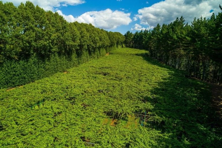 Photo of property in 866 No 2 Road, Te Ranga, Te Puke, 3182