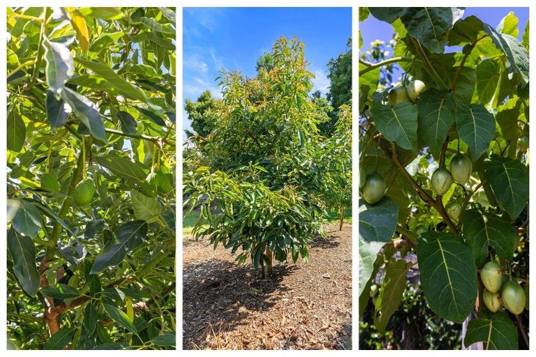 Photo of property in 195 Oropi Road, Oropi, Tauranga, 3173