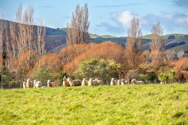 Photo of property in 64b Opaki Kaiparoro Road, Opaki, 5871