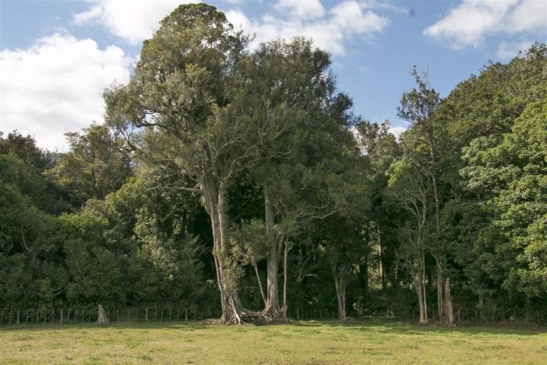 Photo of property in 472 Whakamarama Road, Whakamarama, Tauranga, 3179