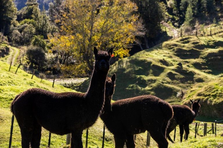 Photo of property in 164 Glue Pot Road, Oropi, Tauranga, 3173