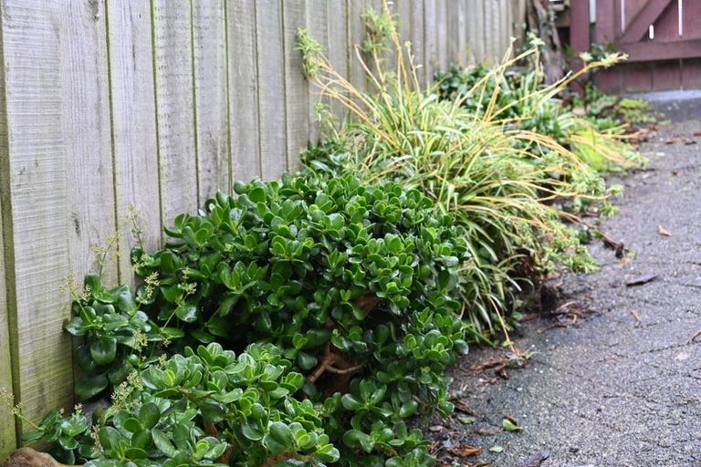 Photo of property in 58 Duncan Terrace, Kilbirnie, Wellington, 6022