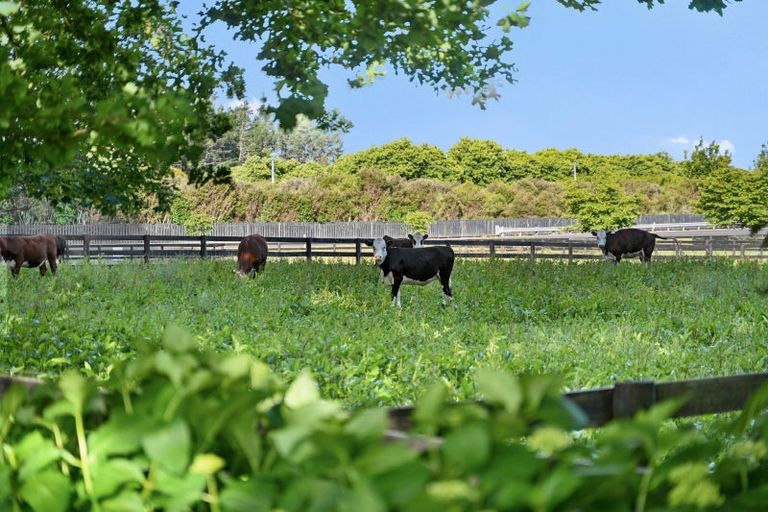 Photo of property in 342b Tamahere Drive, Tamahere, Hamilton, 3283