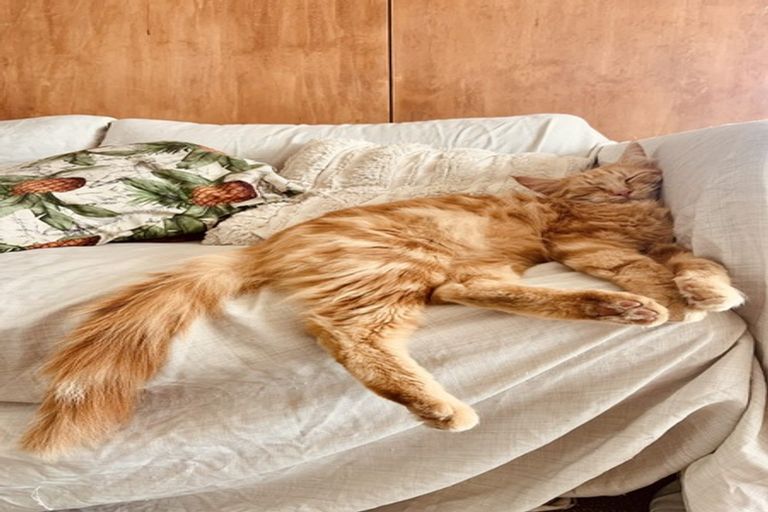 Photo of property in 86 Wharf Road, Te Atatu Peninsula, Auckland, 0610