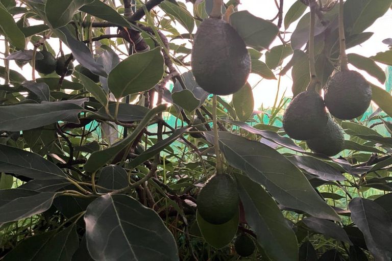 Photo of property in 1030a Thornton Road, Matata, Whakatane, 3194