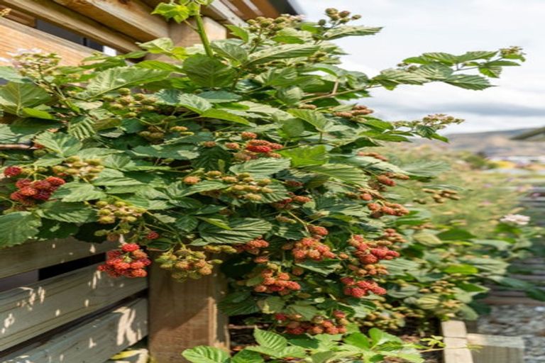 Photo of property in 17 Tuke Lane, Wanaka, 9305