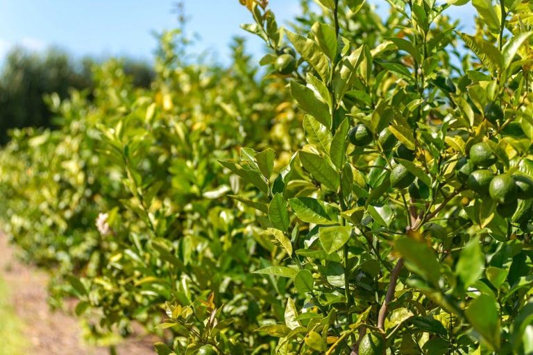 Photo of property in 34 Bell Road, Matawhero, Gisborne, 4071