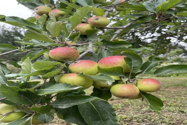 Photo of property in 141 Kellys Bay Road, Pouto, Te Kopuru, 0391