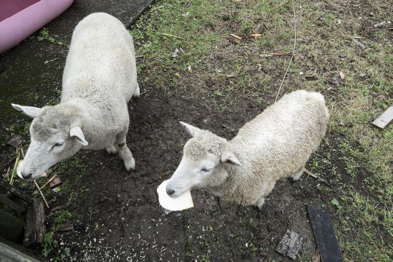 Photo of property in 19 Tui Street, Piopio, 3912