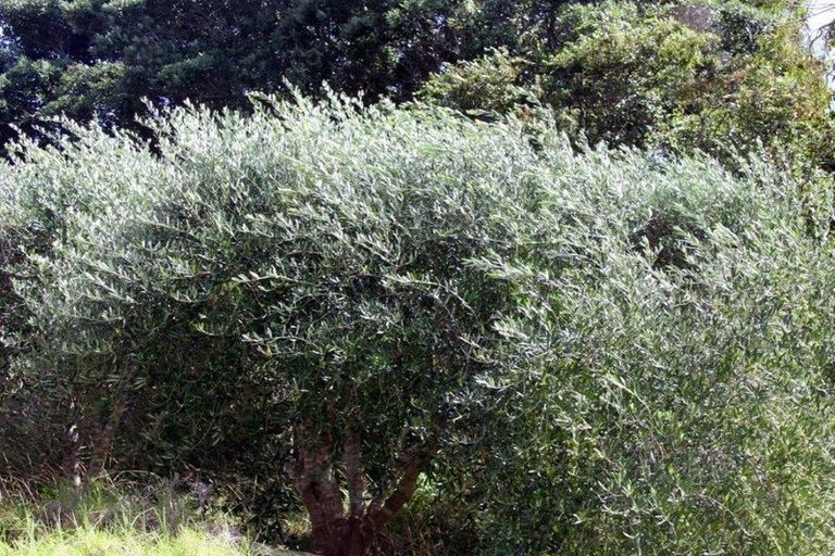 Photo of property in 3982 Far North Road, Pukenui, Kaitaia, 0484