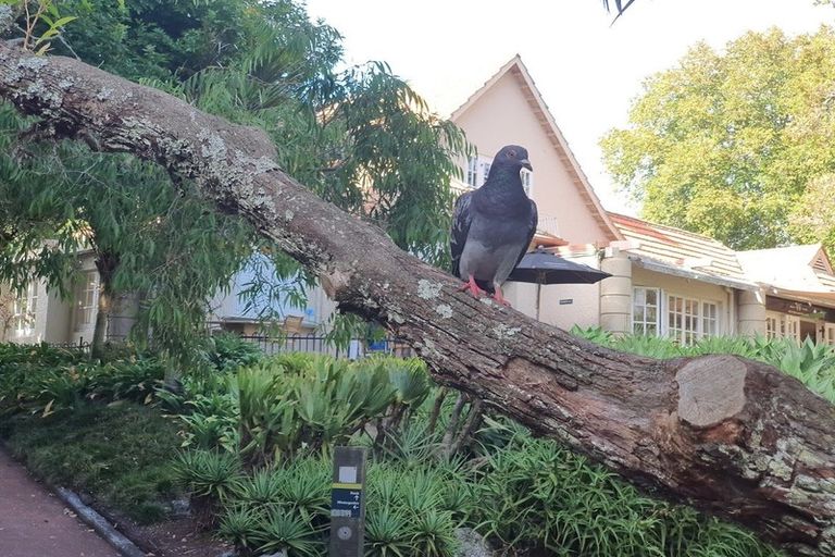 Photo of property in 19/68 Remuera Road, Remuera, Auckland, 1050