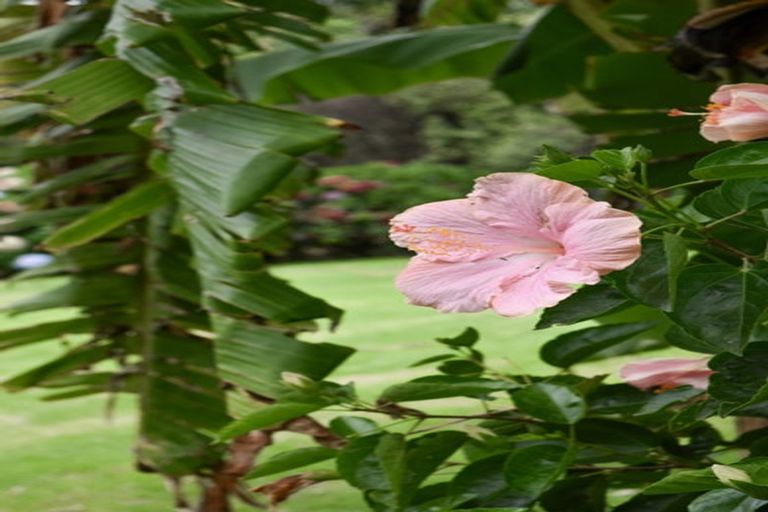 Photo of property in 14 Tupelo Place, Ohauiti, Tauranga, 3112