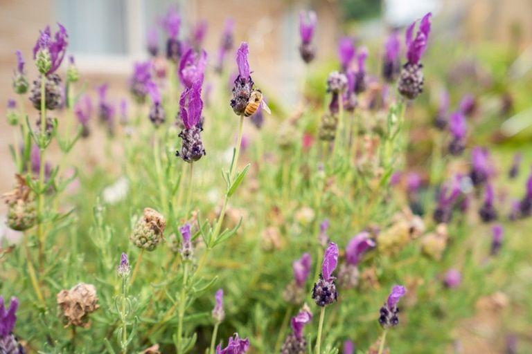 Photo of property in 10 Muirfield Rise, Te Kamo, Whangarei, 0112