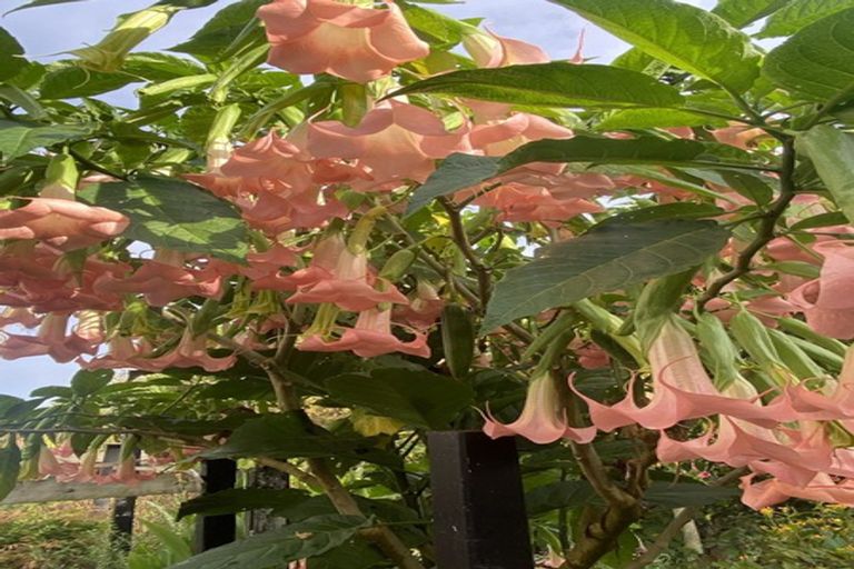 Photo of property in 289 Rapson Road, Kaukapakapa, 0871