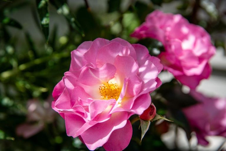 Photo of property in 45b Mana Street, Vogeltown, Wellington, 6021