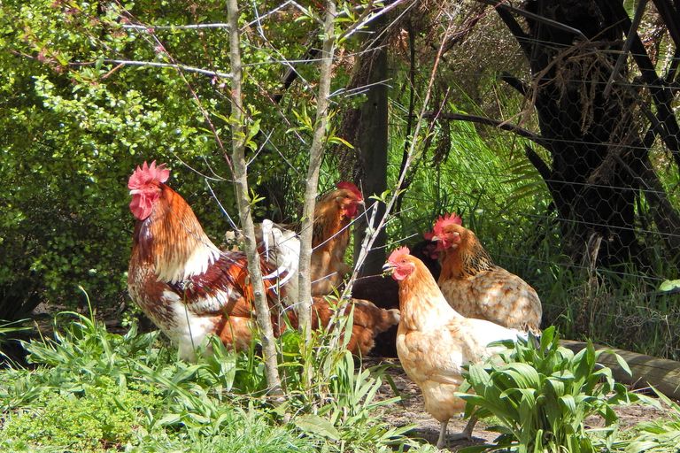 Photo of property in 424b Waimate North Road, Kerikeri, 0293